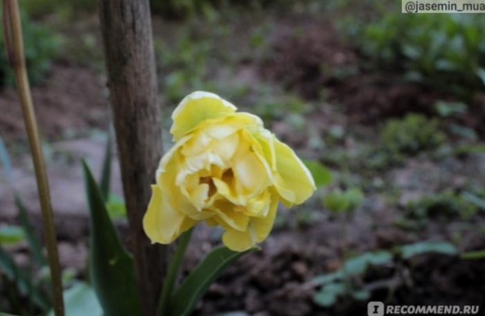 黃色鬱金香盛開