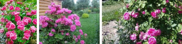 Столетна роза