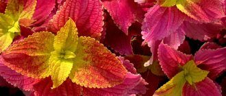 Larawan ni Coleus