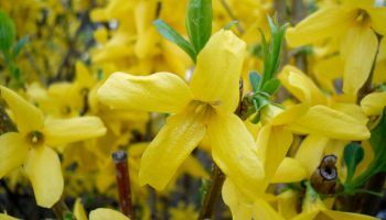 Larawan ng forsythia