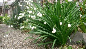 Larawan ng isang snowdrop
