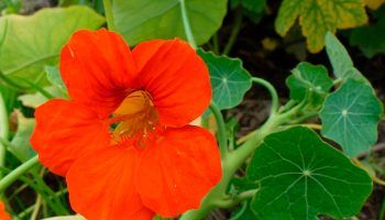 Cây nasturtium