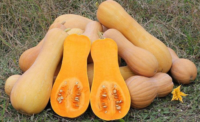 Pompoenparel