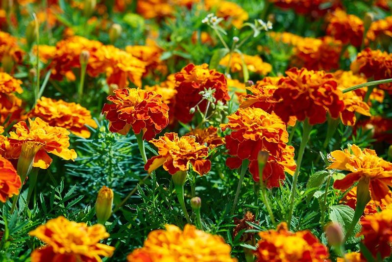 Goudsbloem