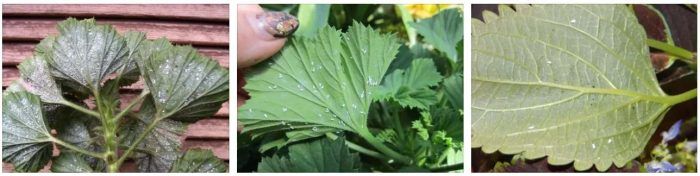 Whitefly sa mga dahon