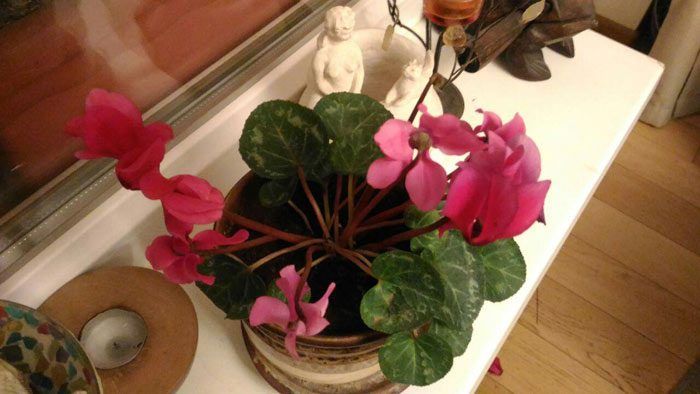 Bulaklak ng sayklamen