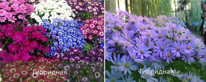 Hybrid ng Cineraria
