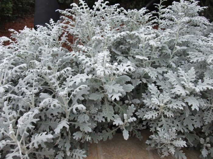 Cineraria maritima
