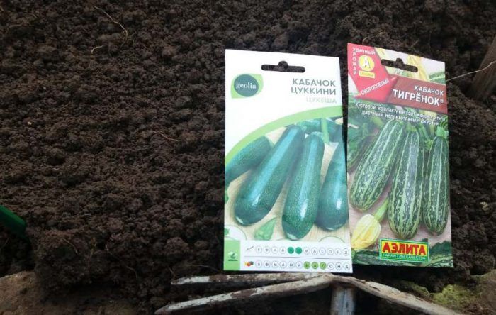 Zucchini