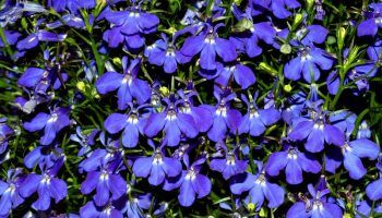 Lobelia