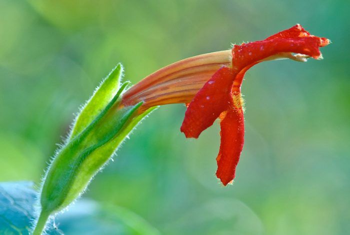 Mimulus rubrum (лилав)