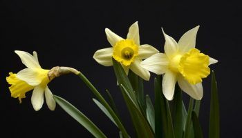Narcis