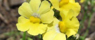 Nemesia