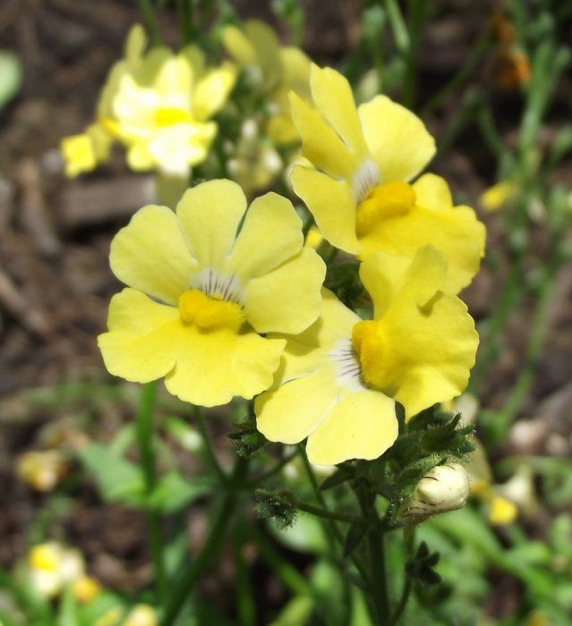 Nemesia