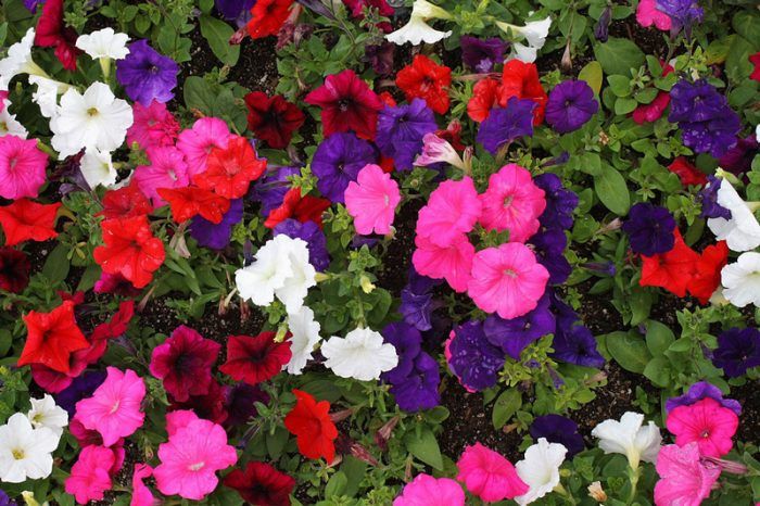 Petunia