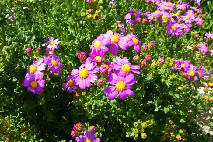 Mga elegante ng Cineraria