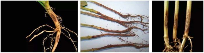 Pagkabulok ng tangkay ng Rhizoctonia