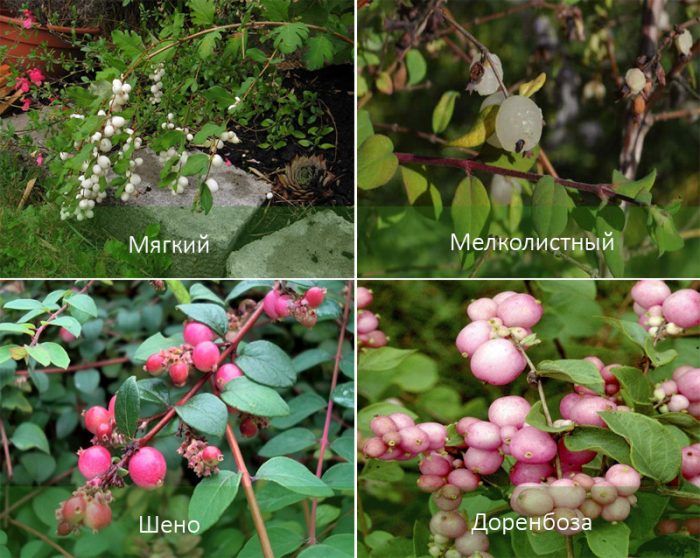 Mga uri ng snowberry
