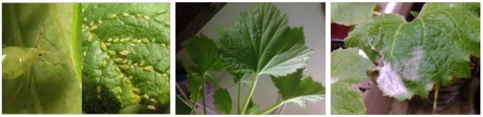 Mga aphid sa mga geranium