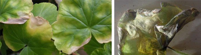 Nalanta ang Verticillium sa pelargonium