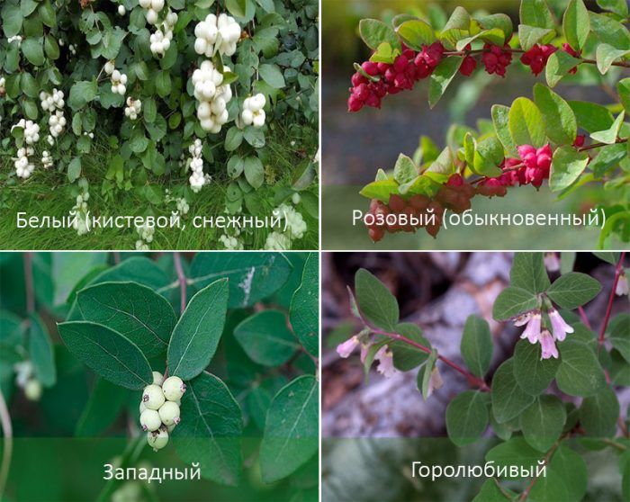 Mga uri ng snowberry