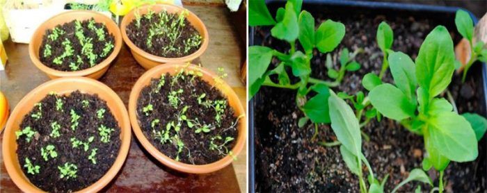 Pagpapatubo ng mga Punla ng Nemesia