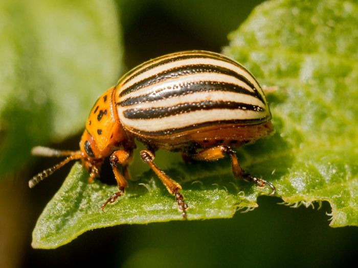 Labanan ang Colorado potato beetle