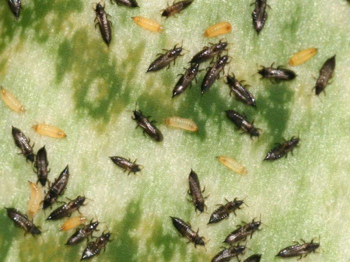Mga thrips