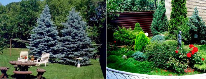 Spruce sa tanawin