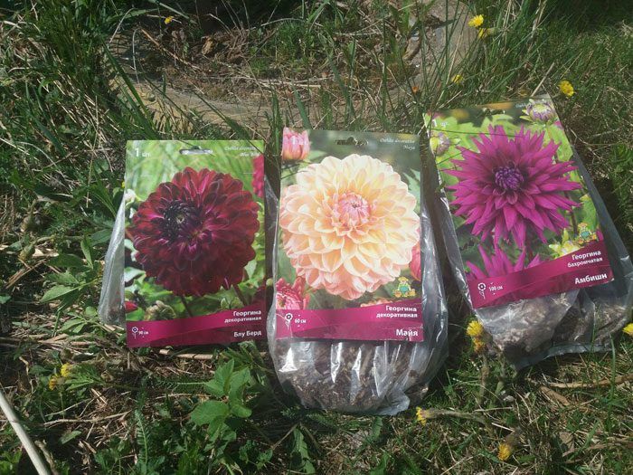 Tatlong dahlia