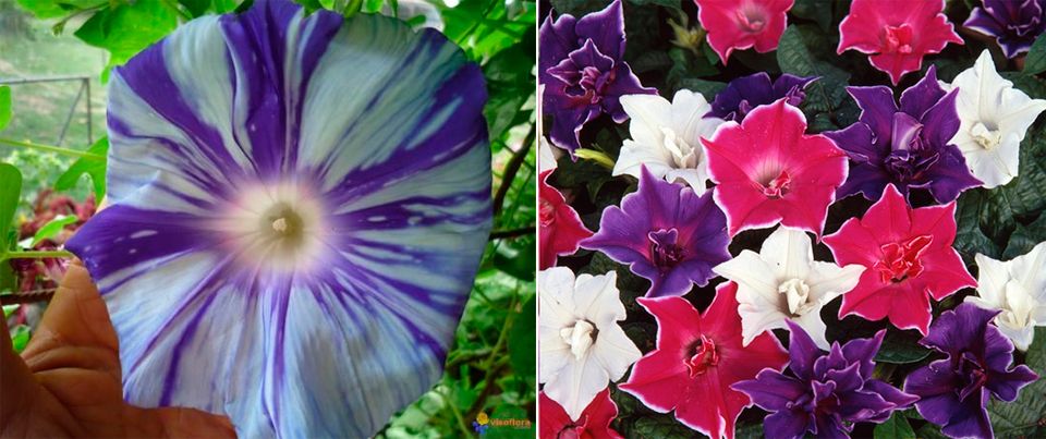 Wala ang Ipomoea