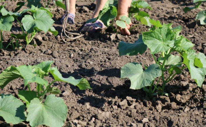 Zucchini sa bukas na lupa