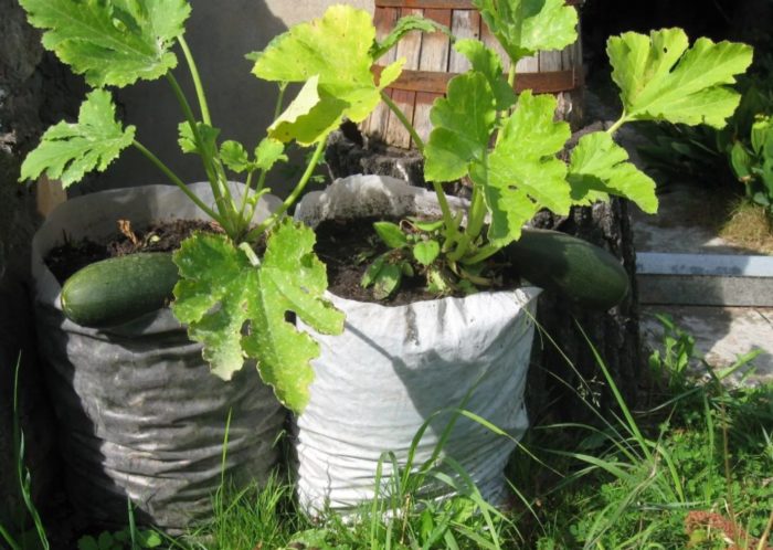 Pagtatanim ng zucchini sa isang bag