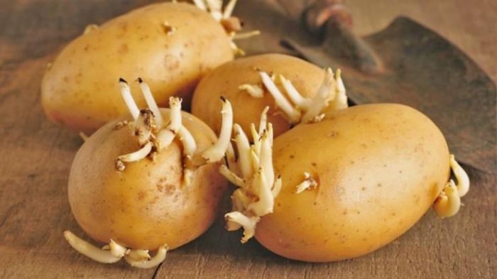Mga tubo ng patatas