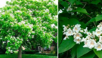 Catalpa