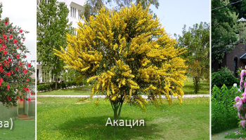 Druhy kríkov
