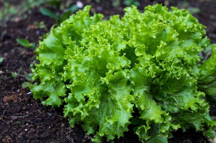 Ensalada