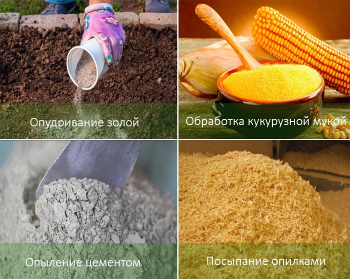 Metody zwalczania stonki ziemniaczanej