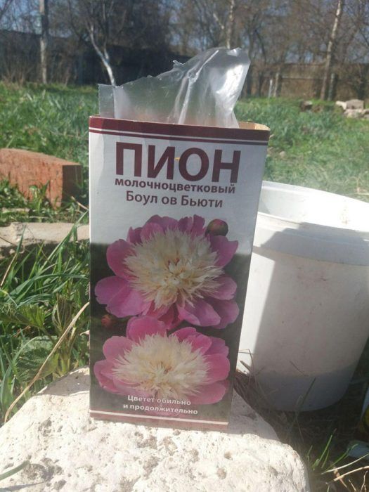 Ugat ng peony