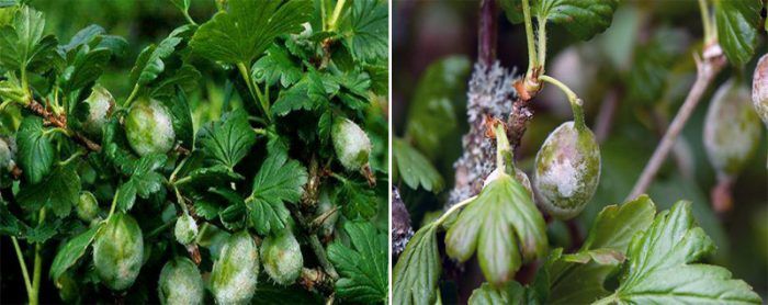 Powdery mildew sa mga gooseberry