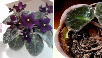 Powdery mildew sa mga halaman sa bahay