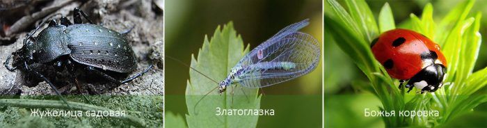 Owady przeciwko stonce ziemniaczanej