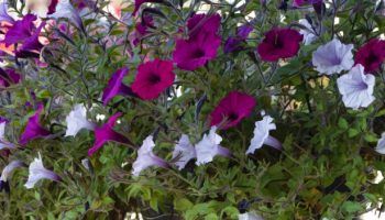 Петуния