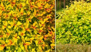 Nugget Physocarpus