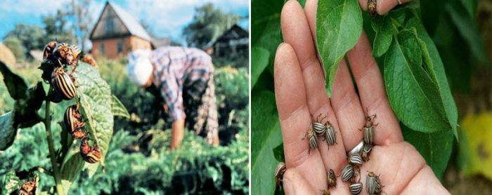 Pagpitas ng mga Colorado potato beetle nang mano-mano