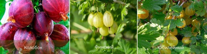 Mga uri ng gooseberry