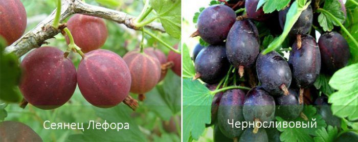 Mga uri ng gooseberry