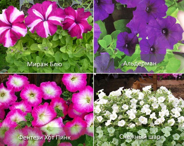 Mga uri na maraming bulaklak