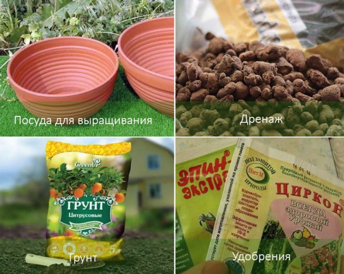 Pagtatanim ng turmerik