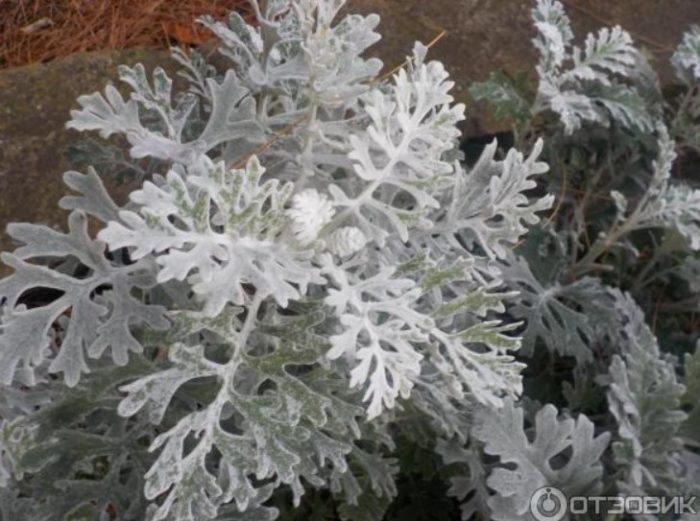 Cineraria maritima